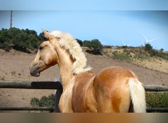 Lusitano, Stallion, 2 years, 16,2 hh, Palomino