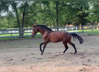 Lusitano, Stallion, 2 years, 16 hh, Bay