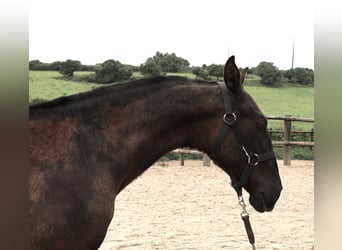 Lusitano, Stallion, 2 years, 16 hh, Black