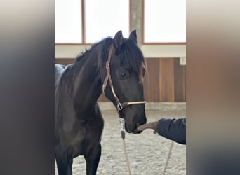 Lusitano, Stallion, 2 years, 16 hh, Black