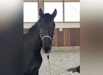 Lusitano, Stallion, 2 years, 16 hh, Black