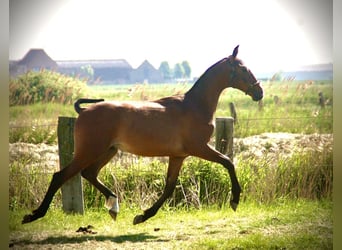 Lusitano, Stallion, 2 years, 16 hh, Brown