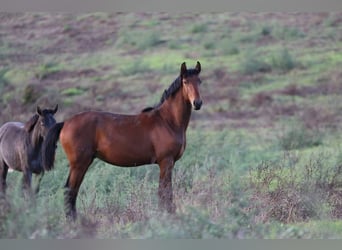 Lusitano, Stallion, 2 years, 16 hh, Brown