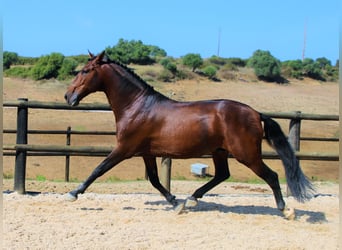 Lusitano, Stallion, 2 years, 16 hh, Brown