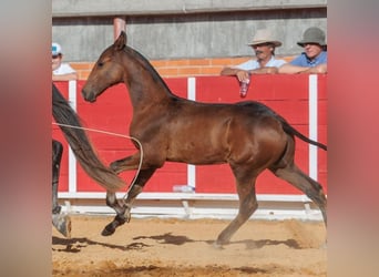 Lusitano, Stallion, 2 years, 16 hh, Brown