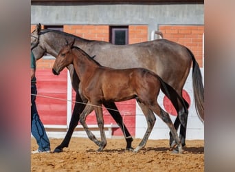 Lusitano, Stallion, 2 years, 16 hh, Brown