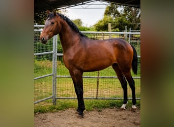 Lusitano, Stallion, 2 years, 16 hh, Brown