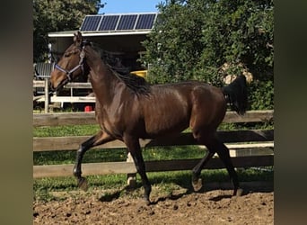 Lusitano, Stallion, 2 years, 16 hh, Chestnut-Red