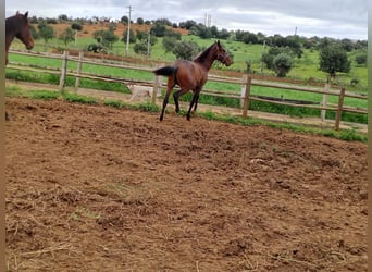 Lusitano, Stallion, 2 years, 16 hh, Chestnut-Red