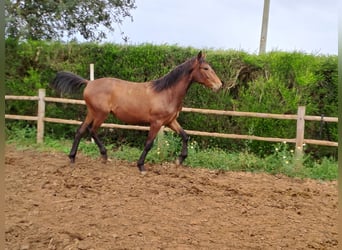 Lusitano, Stallion, 2 years, 16 hh, Chestnut-Red