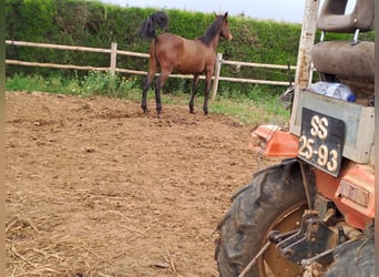 Lusitano, Stallion, 2 years, 16 hh, Chestnut-Red