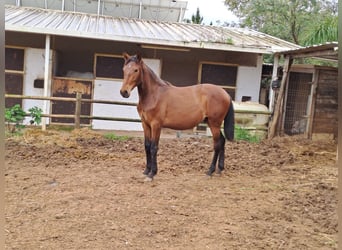 Lusitano, Stallion, 2 years, 16 hh, Chestnut-Red