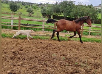 Lusitano, Stallion, 2 years, 16 hh, Chestnut-Red