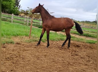 Lusitano, Stallion, 2 years, 16 hh, Chestnut-Red