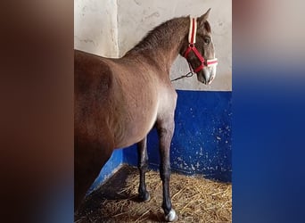 Lusitano, Stallion, 2 years, 16 hh, Grey