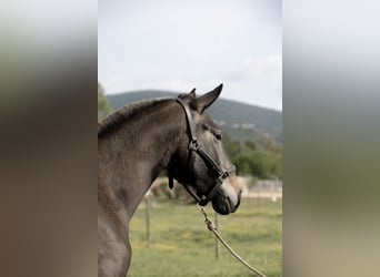 Lusitano, Stallion, 2 years, 16 hh, Grey
