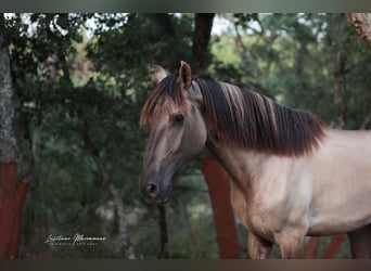 Lusitano, Stallion, 2 years, 16 hh, Grullo