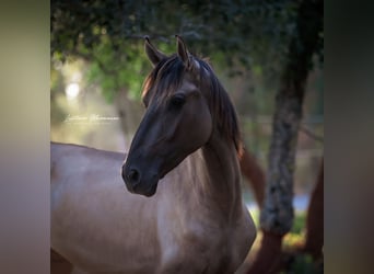 Lusitano, Stallion, 2 years, 16 hh, Grullo