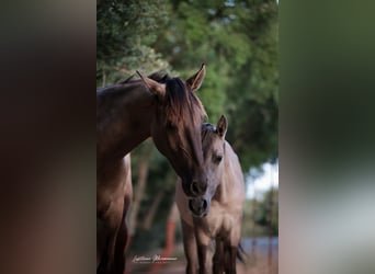 Lusitano, Stallion, 2 years, 16 hh, Grullo