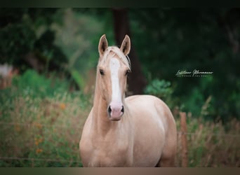 Lusitano, Stallion, 2 years, 16 hh, Palomino