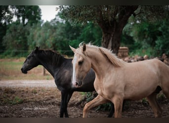 Lusitano, Stallion, 2 years, 16 hh, Palomino