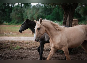 Lusitano, Stallion, 2 years, 16 hh, Palomino