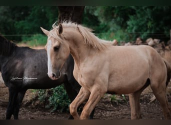 Lusitano, Stallion, 2 years, 16 hh, Palomino