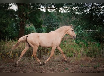 Lusitano, Stallion, 2 years, 16 hh, Palomino
