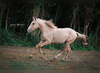 Lusitano, Stallion, 2 years, 16 hh, Palomino