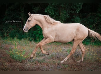 Lusitano, Stallion, 2 years, 16 hh, Palomino