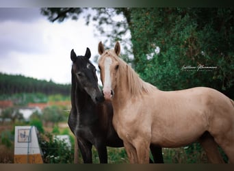 Lusitano, Stallion, 2 years, 16 hh, Palomino