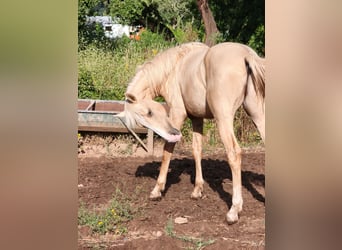 Lusitano, Stallion, 2 years, 16 hh, Palomino