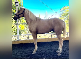 Lusitano Mix, Stallion, 2 years, 16 hh, Pearl