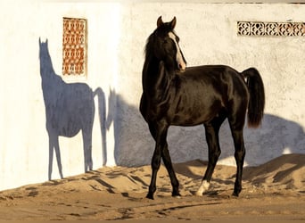 Lusitano Mix, Stallion, 2 years, 16,2 hh, Black