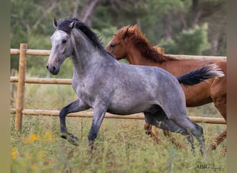 Lusitano, Stallion, 3 years, 15,1 hh, Gray-Blue-Tan