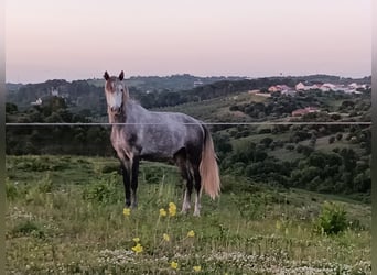 Lusitano, Stallion, 3 years, 15.1 hh, Grey