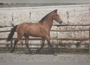 Lusitano, Stallion, 3 years, 15.2 hh, Bay