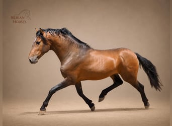 Lusitano Mix, Stallion, 3 years, 15.2 hh, Brown