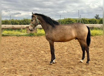 Lusitano, Stallion, 3 years, 15.2 hh, Buckskin