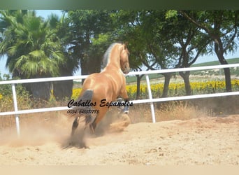 Lusitano, Stallion, 3 years, 15.2 hh, Buckskin