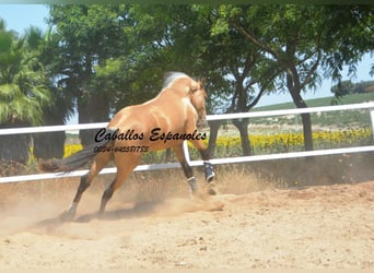 Lusitano, Stallion, 3 years, 15.2 hh, Buckskin