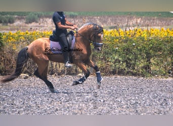 Lusitano, Stallion, 3 years, 15.2 hh, Buckskin
