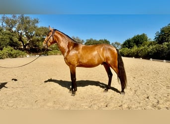 Lusitano, Stallion, 3 years, 15.2 hh, Buckskin