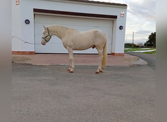 Lusitano, Stallion, 3 years, 15.2 hh, Cremello