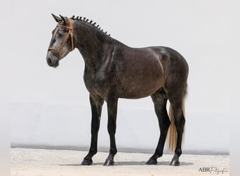 Lusitano, Stallion, 3 years, 15.2 hh, Gray-Dark-Tan