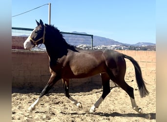 Lusitano Mix, Stallion, 3 years, 15.3 hh, Bay