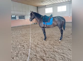 Lusitano, Stallion, 3 years, 15.3 hh, Black