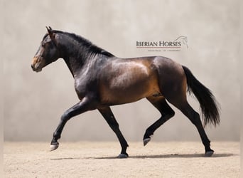 Lusitano Mix, Stallion, 3 years, 15.3 hh, Brown
