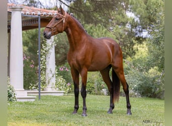 Lusitano, Stallion, 3 years, 15.3 hh, Brown