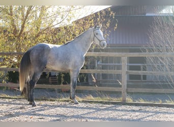 Lusitano, Stallion, 3 years, 15.3 hh, Gray
